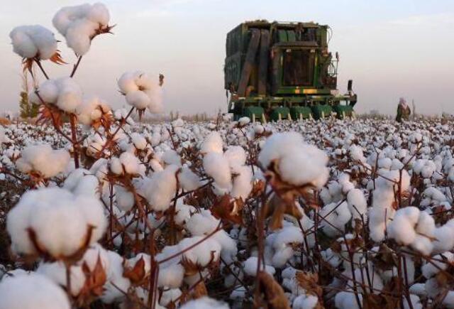 Another suppression after cotton
